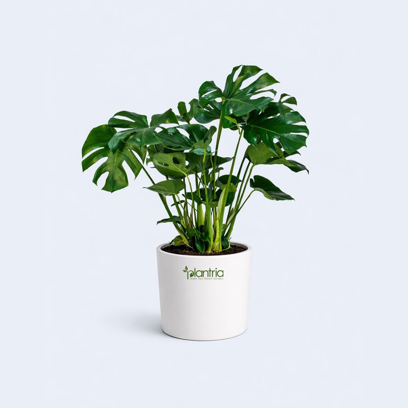 Monstera Deliciosa Plant