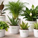 Top 7 Air-Purifying Indoor Plants to Improve Your Home and Office Air Quality