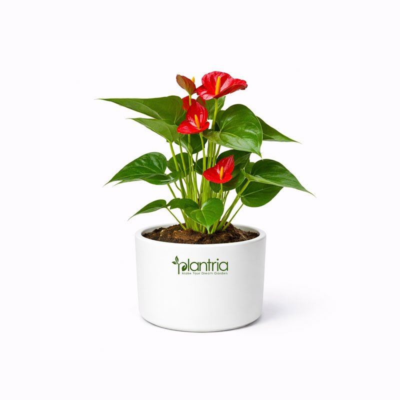 Anthurium Red Plant