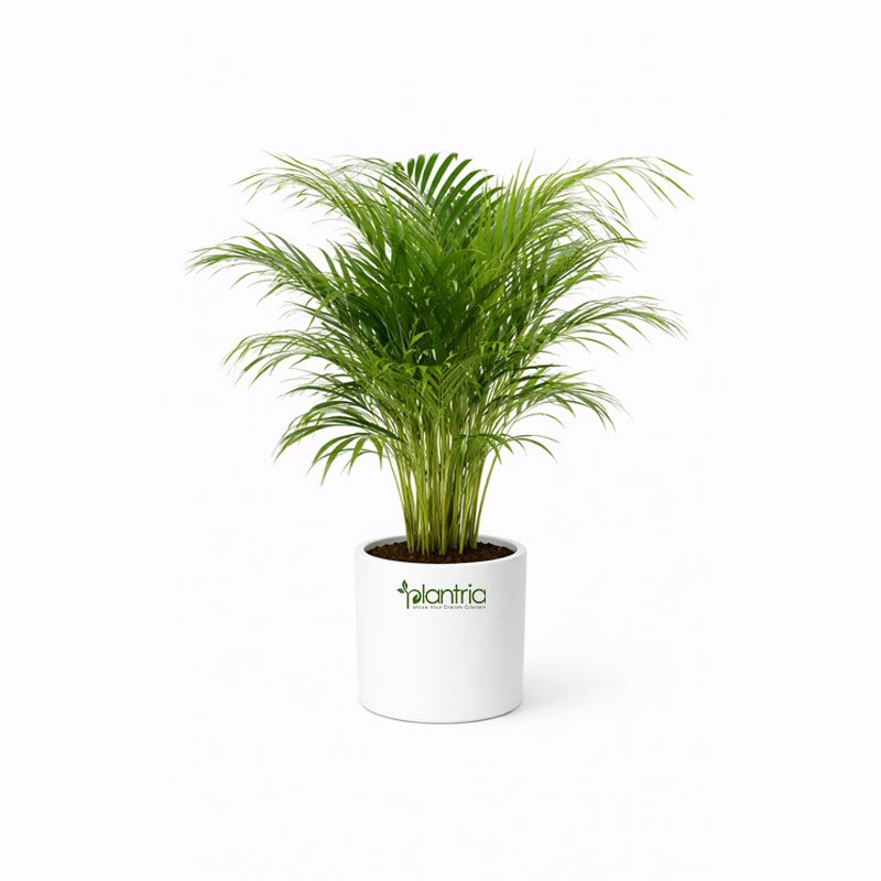 Areca Palm Plant