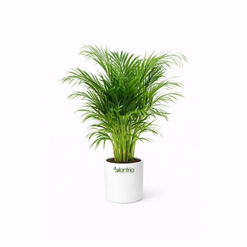 Areca Palm Plant