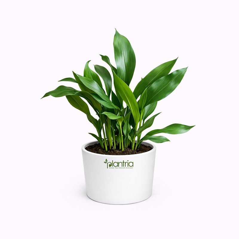 Aspidistra elatior (Cast Iron Plant)