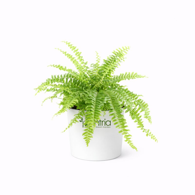 Boston Fern Green