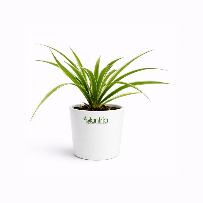 Chlorophytum Spider Plant