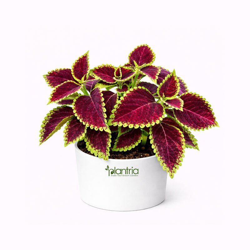 Coleus Plant (Red)