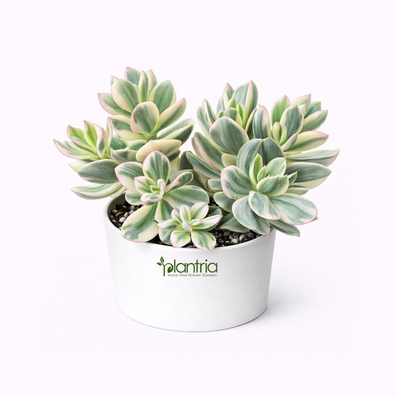 Crassula Ovata (Variegated Jade Plant)