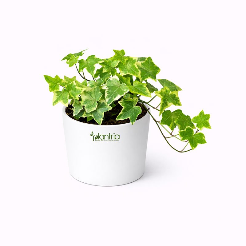 English Ivy Plant