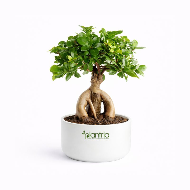 Ficus Bonsai Plant