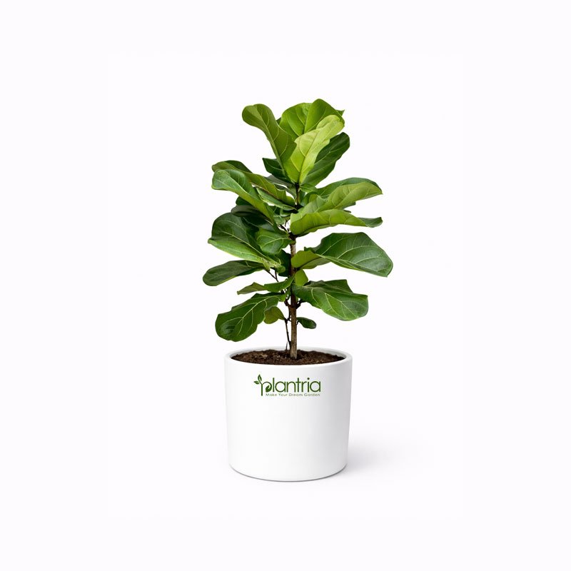 Ficus Lyrata Bambino