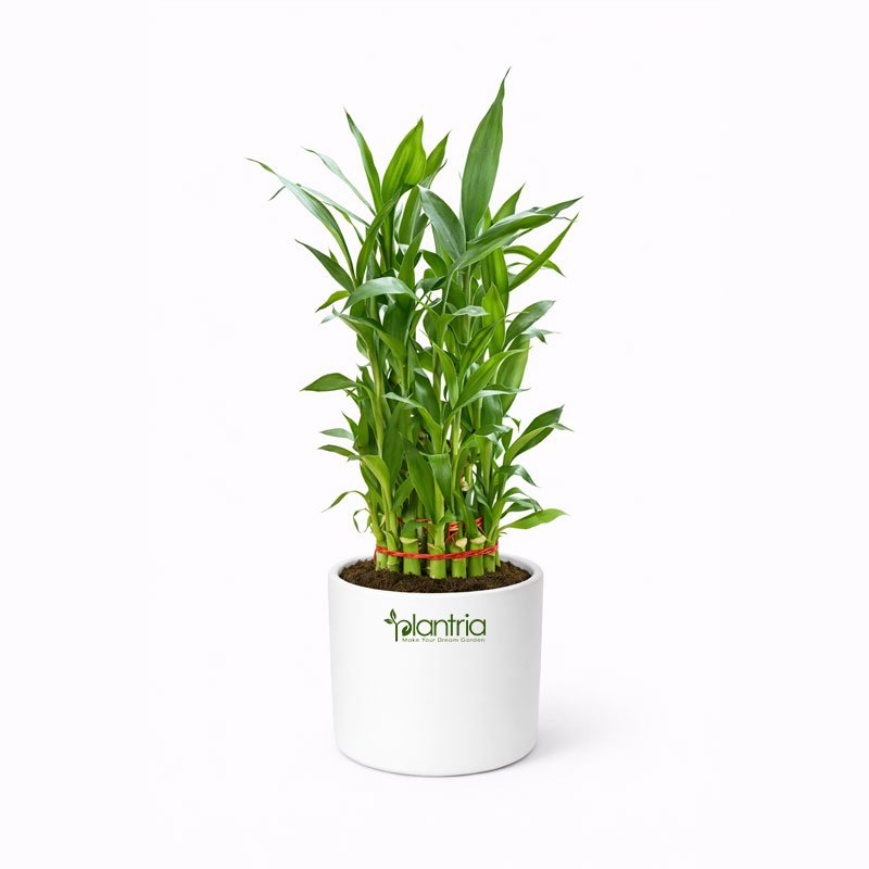 Lucky Bamboo Plant