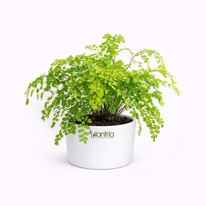 Maidenhair Fern Plant