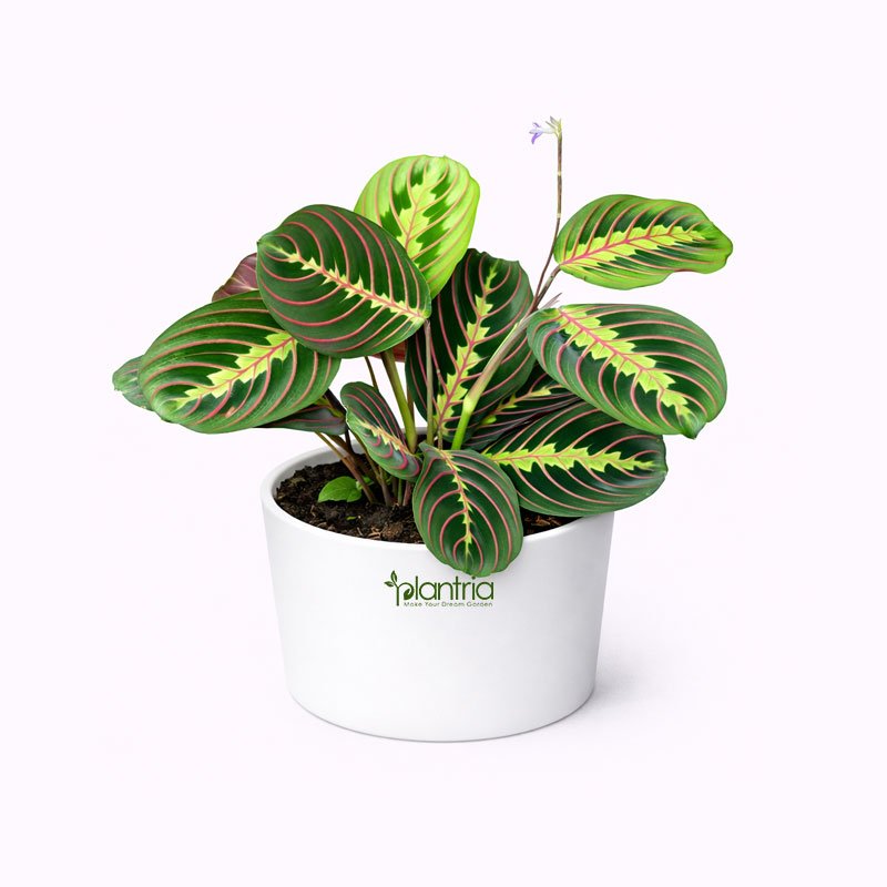 Maranta Plant (Prayer Plant)