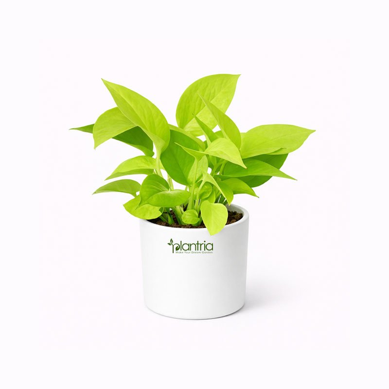 Money Plant Golden