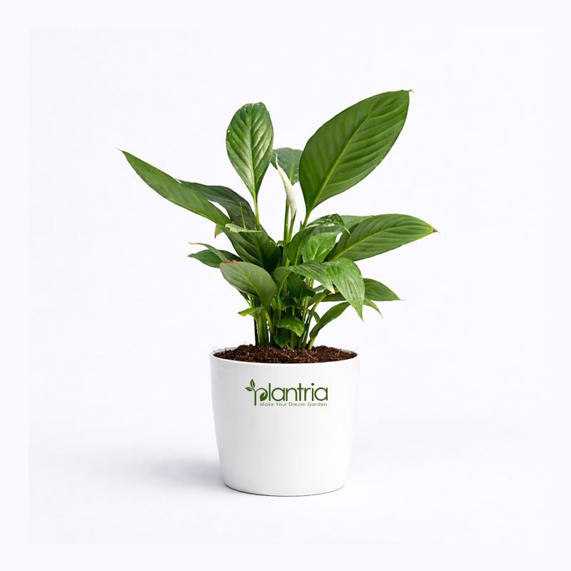 Peace Lily (Spathiphyllum Sensation)