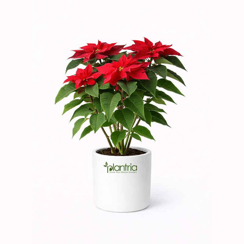 Euphorbia pulcherrima (Poinsettia Plant)