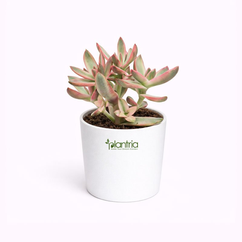 Rubricaulis Candy Cane Plant