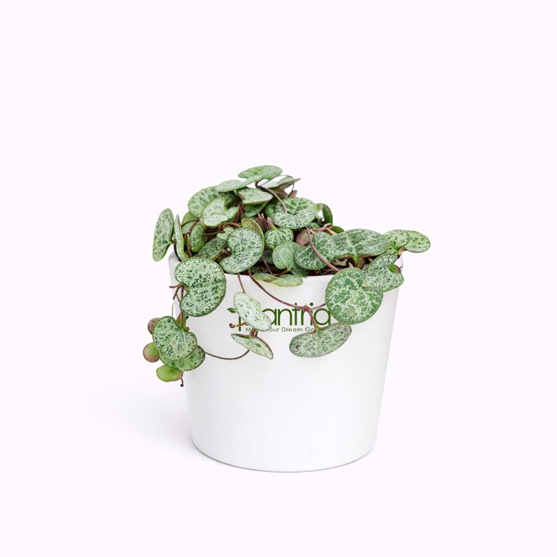 String of Hearts Plant