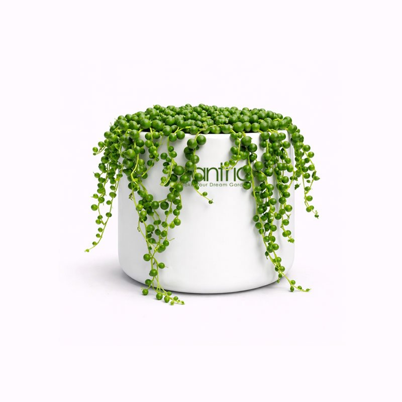 String of Pearls Plant