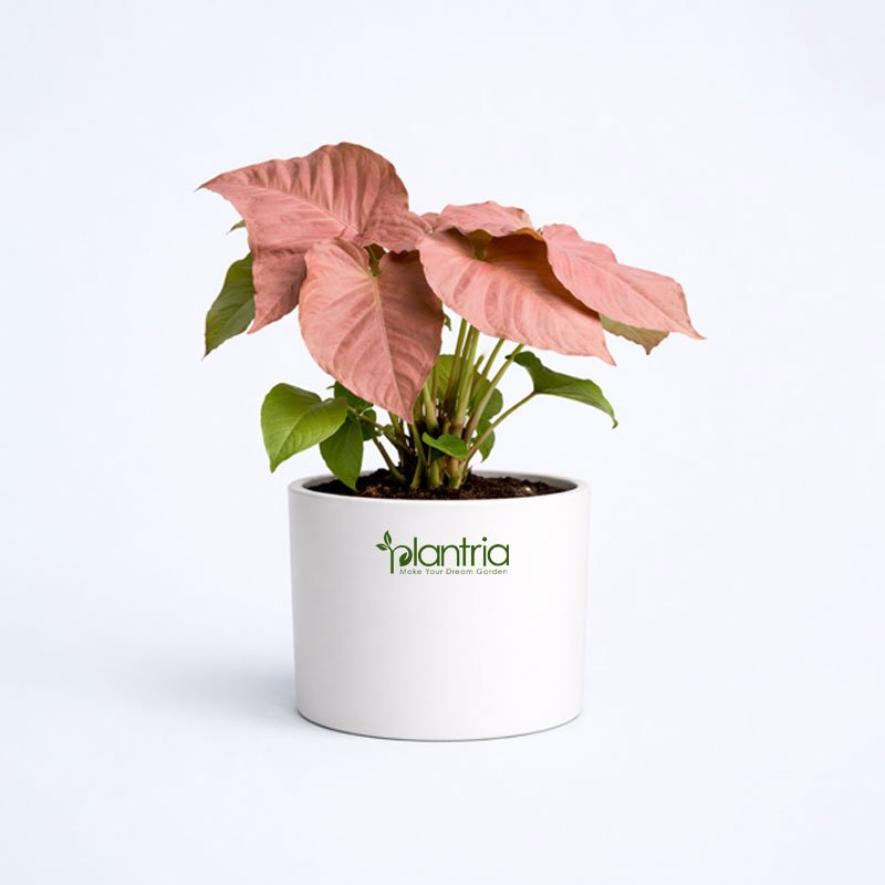 Syngonium Pink Plant
