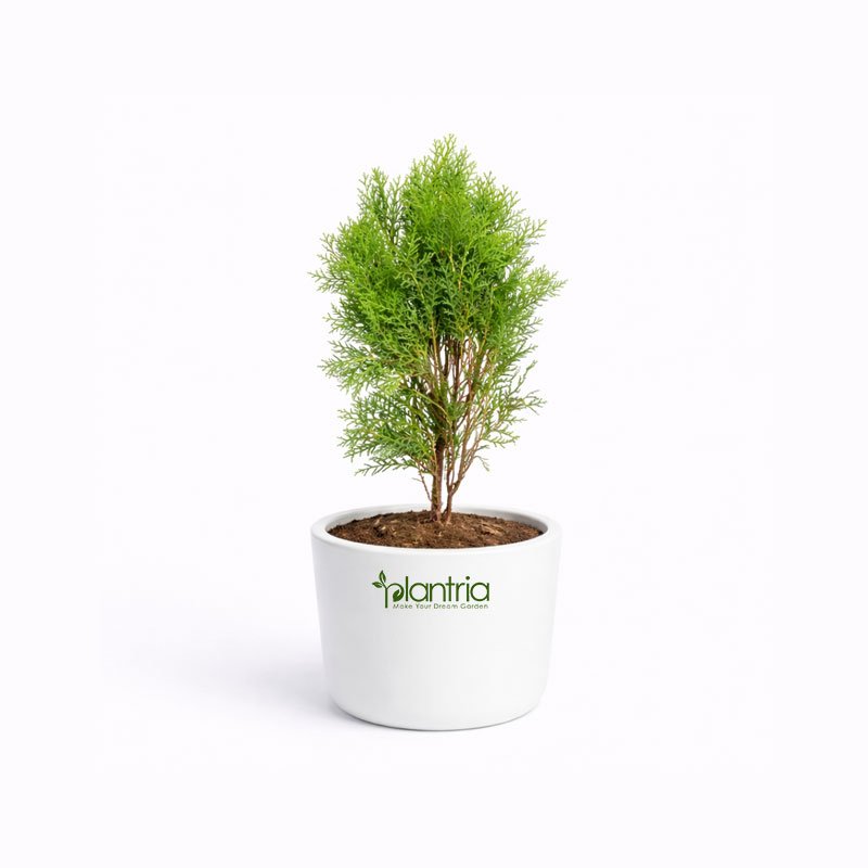 Thuja Plant
