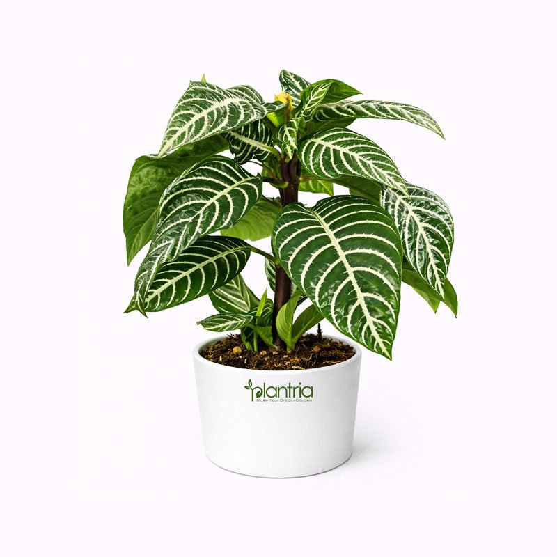 Zebra Plant (Aphelandra squarrosa)