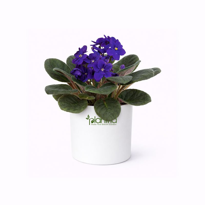 African Violet Plant