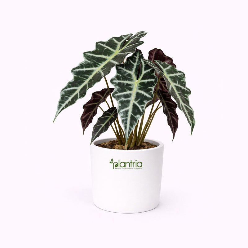 Alocasia Polly