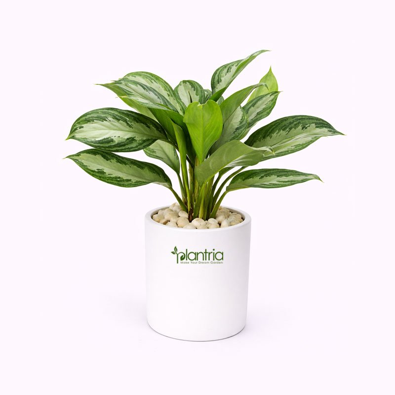 Chinese Evergreen Plant