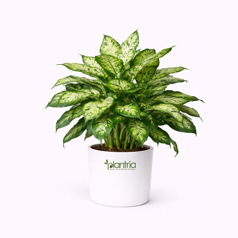 Dieffenbachia Plants