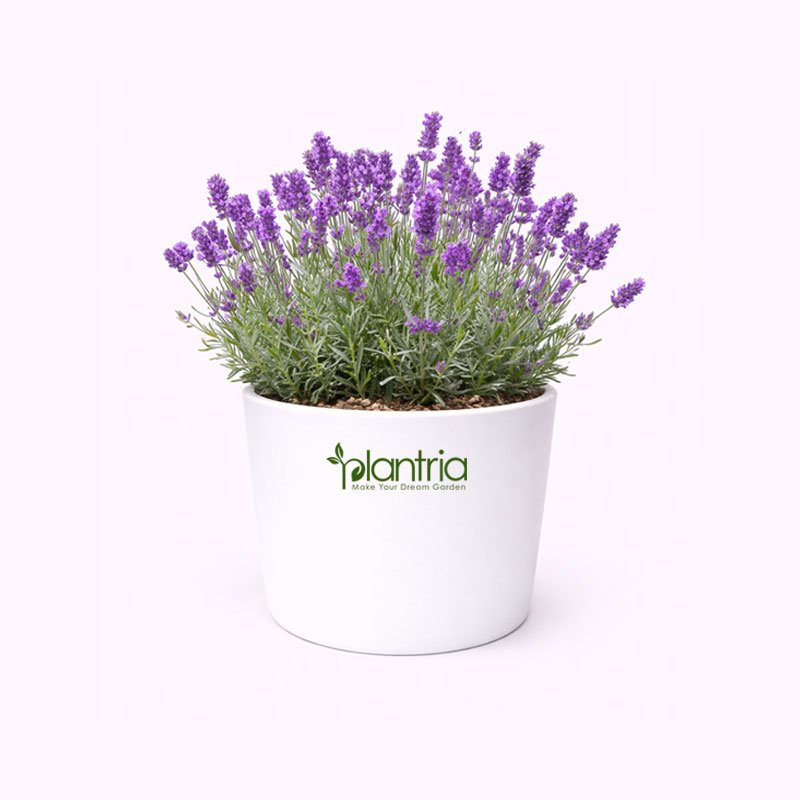 Lavender Plant