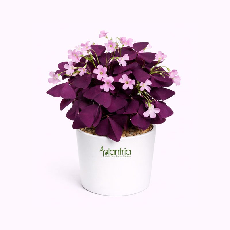 Oxalis triangularis (Purple Shamrock)