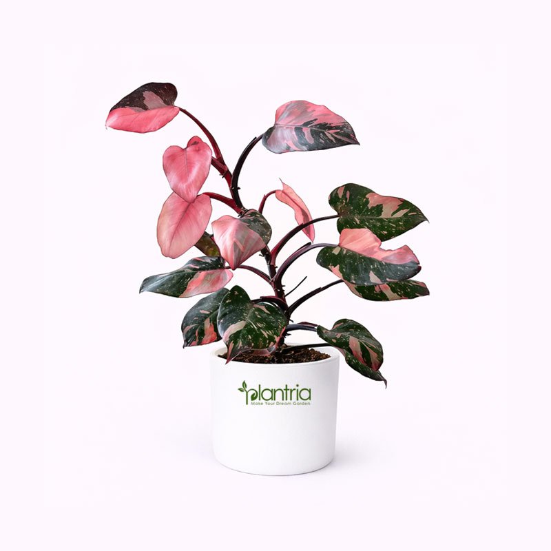 Philodendron Pink Princess