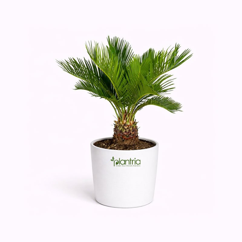 Sago Palm Plant