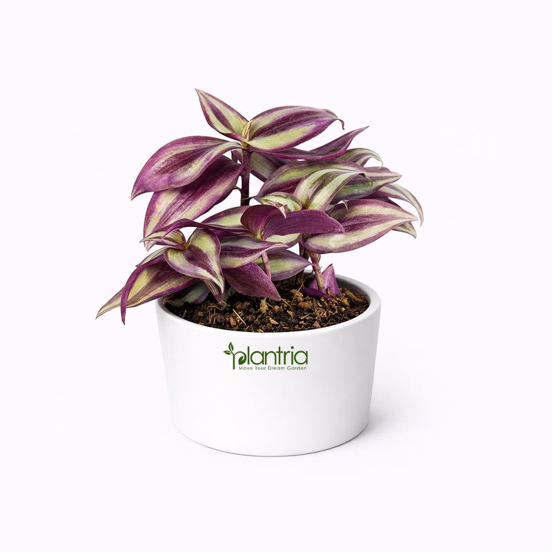 Wandering Jew Plant (Tradescantia)