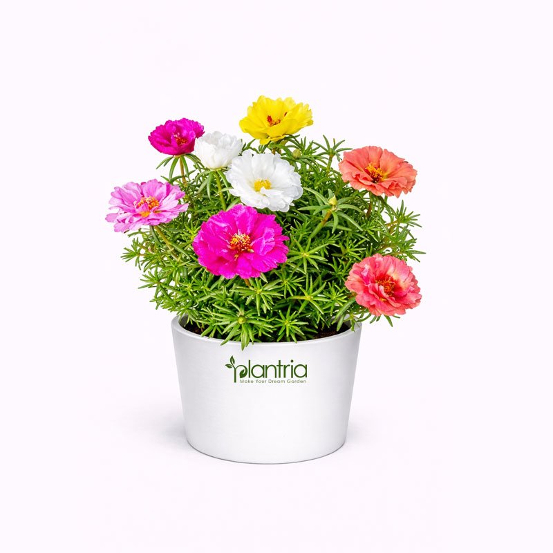 Portulaca mixed color