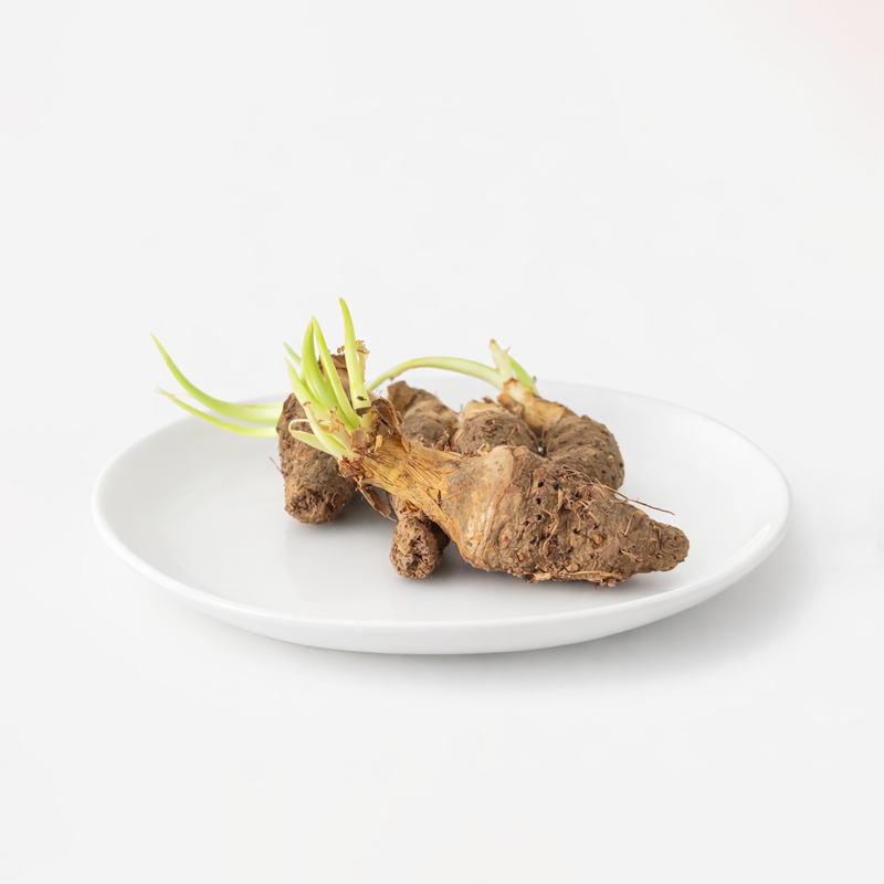 Rajnigandha (Tuberose) Bulbs