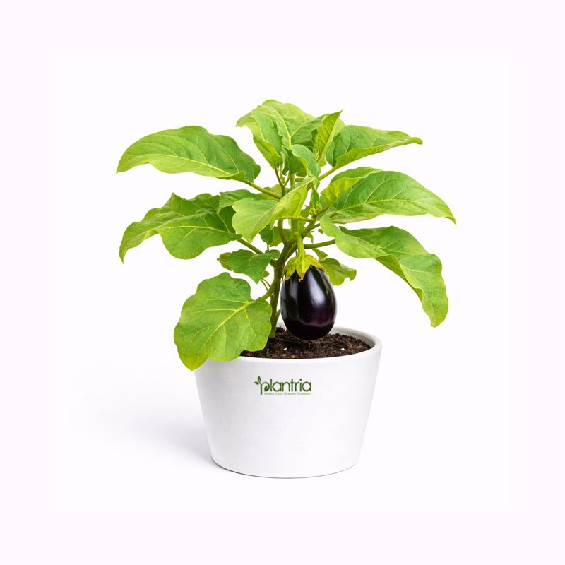 Brinjal Purple Seeds