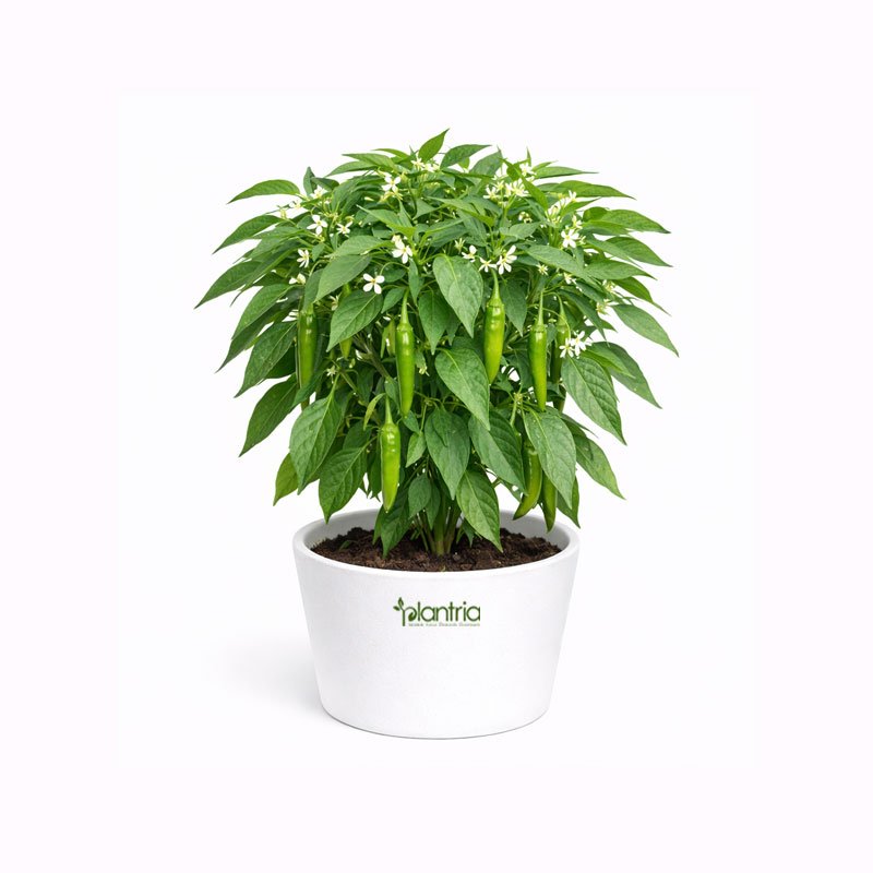 Green Chilli G4 Seeds