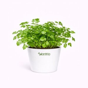 Coriander Panipat seeds (Desi variety)