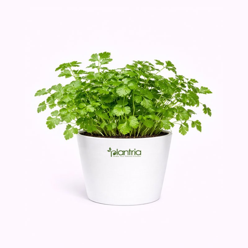 Coriander Panipat seeds (Desi variety)