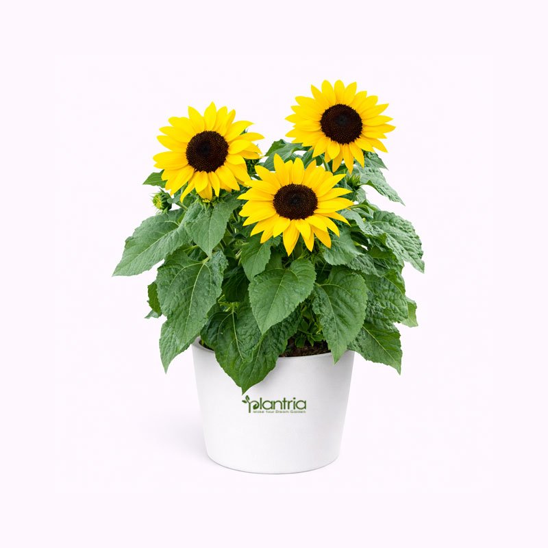 Sunflower Miniature Seeds