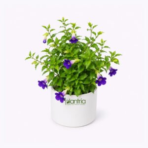 Blue Thunbergia Erecta Nana Live Plant – Neel Ghonta Flower / Bush Clock Vine