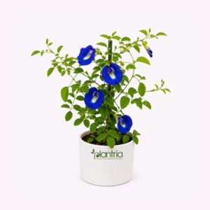 Live Aparajita Flower Plant - Blue Colour