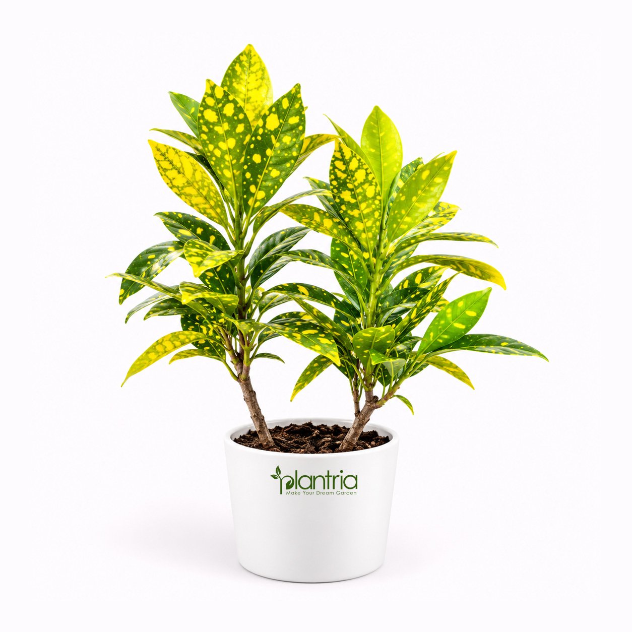 Croton Golden Dust (Patabahar) live Plant