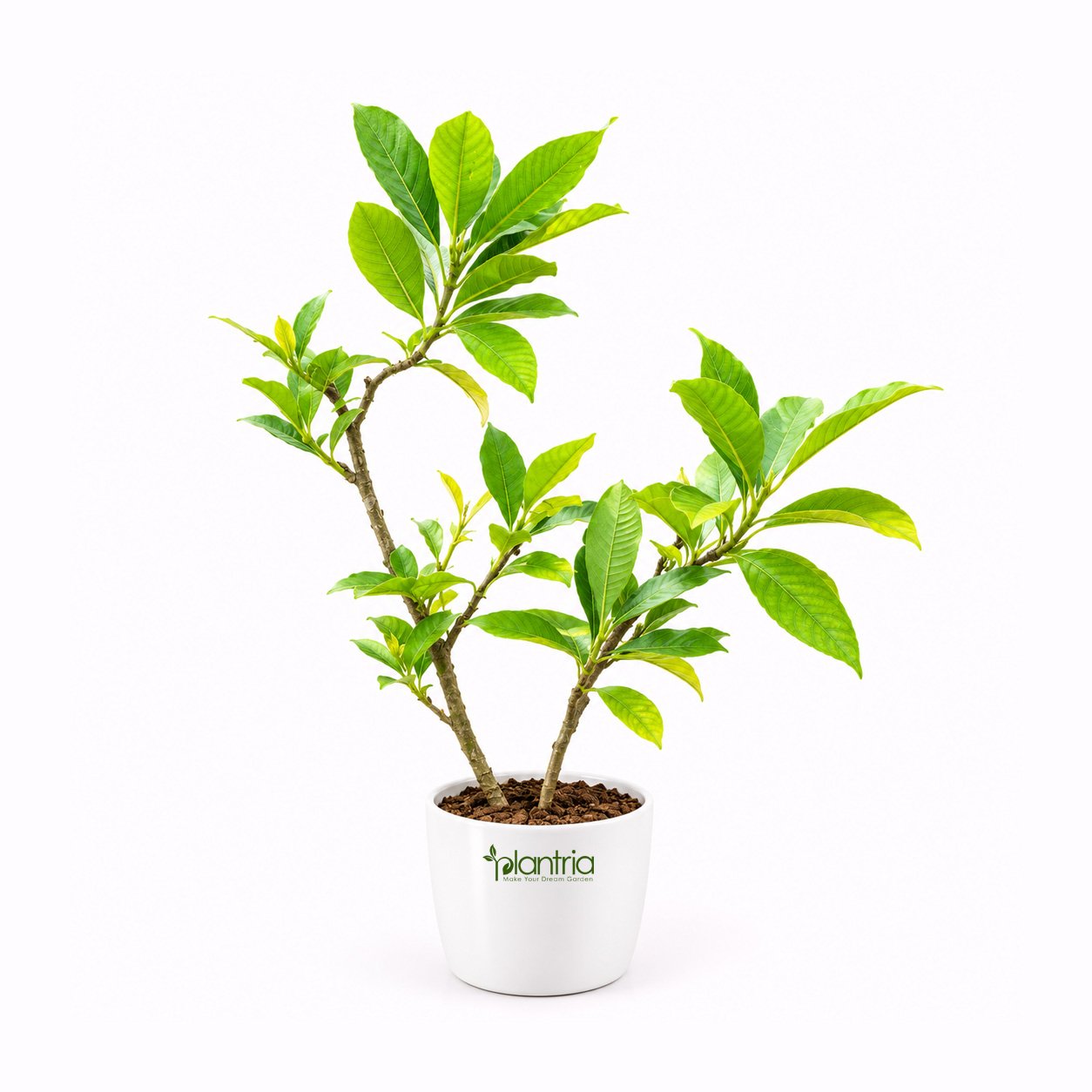 Gandhraj plant (Gardenia jasminoides) Live Plant