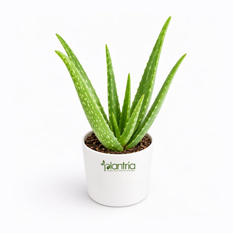 Live Aloe Vera Plant