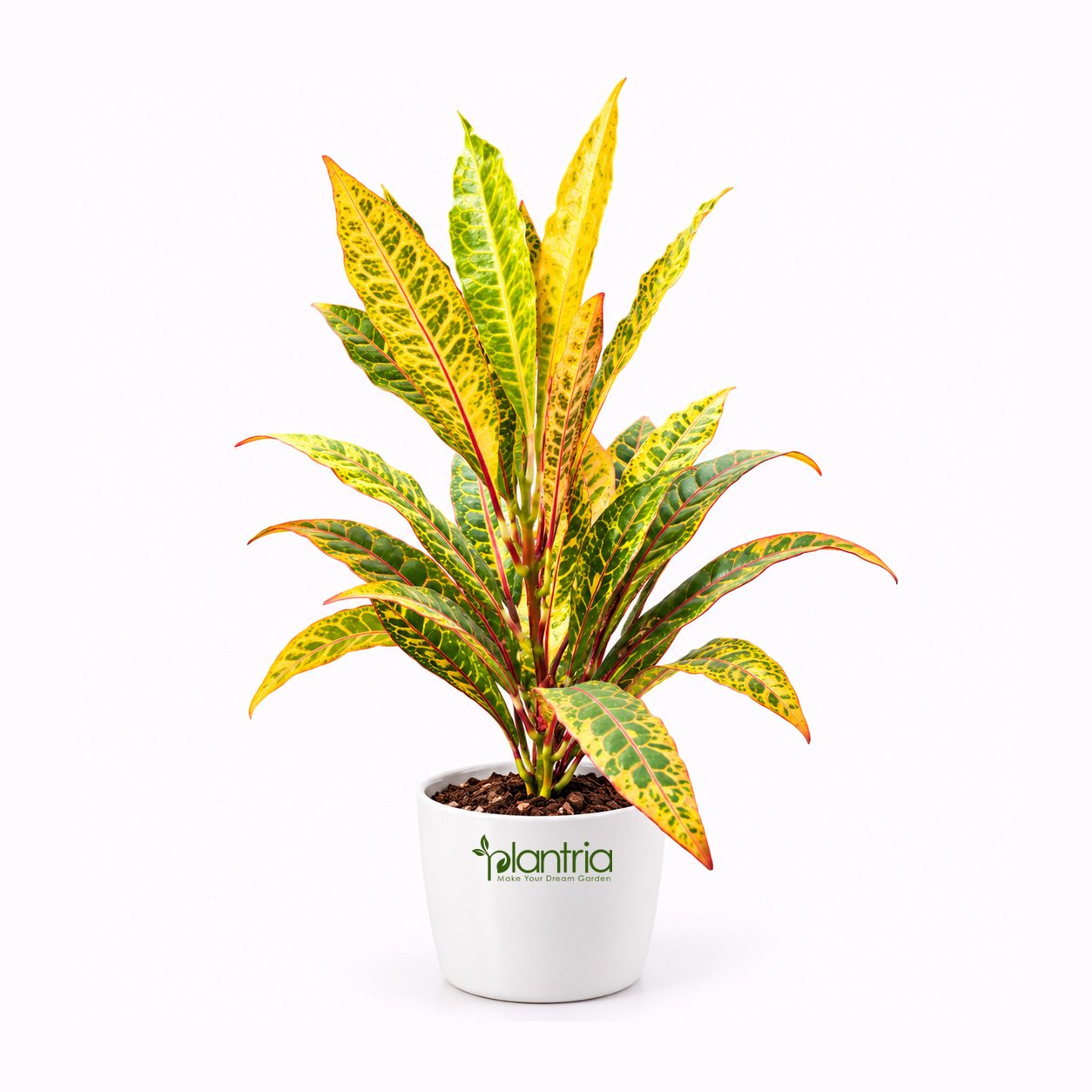 Petra Croton (Patabahar) live Plant