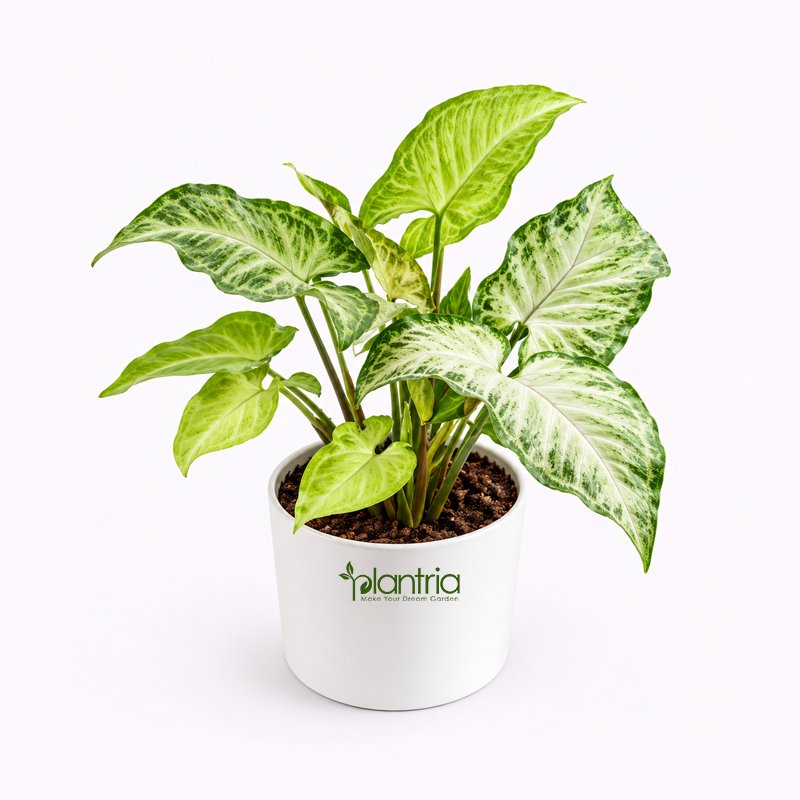 Syngonium Variegated live Plant