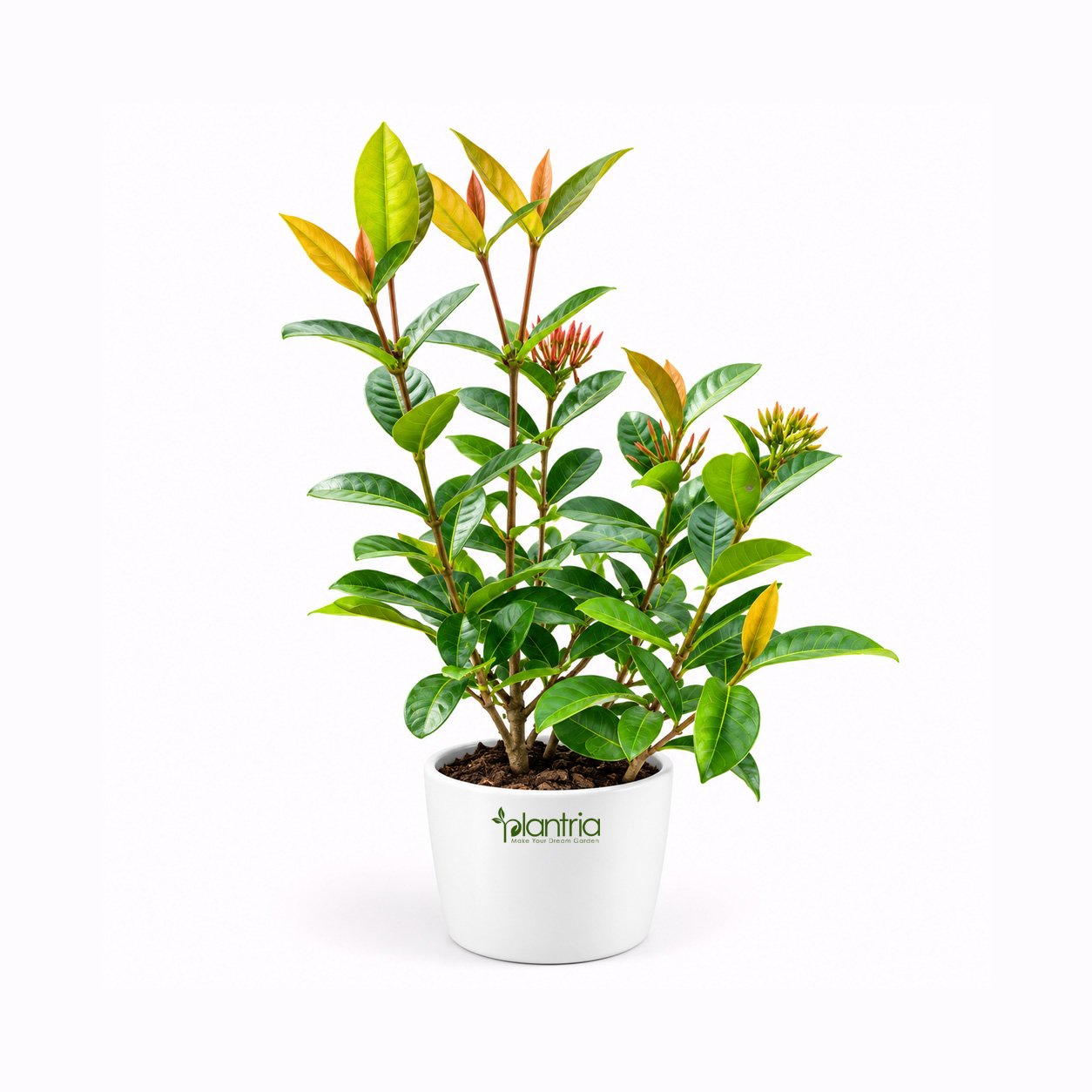 lxora coccinea (Rongon) Red Live Plant